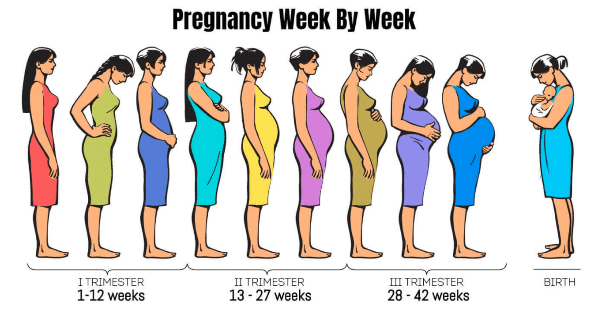 The First Trimester of Pregnancy: What to Expect Week-by-Week